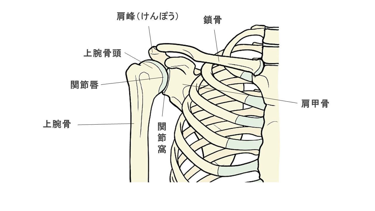 五十肩（凍結肩） | 佐藤整形外科医院 | 宮城県石巻市