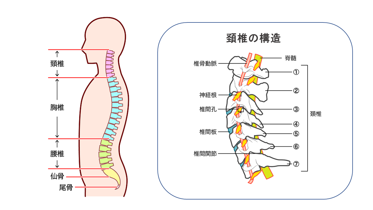 頚椎症性脊髄症 | 佐藤整形外科医院 | 宮城県石巻市